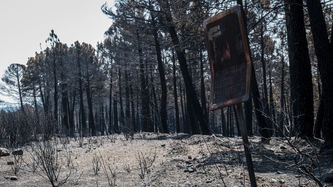 El rastro del fuego en Guadalajara, con una se&ntilde;al quemada: &laquo;No m&aacute;s colillas, peligro de incendio&raquo;