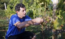 Marcial Pita se ocupa de todo el proceso, de la poda a la vendimia, en las fincas de Esmelle. 