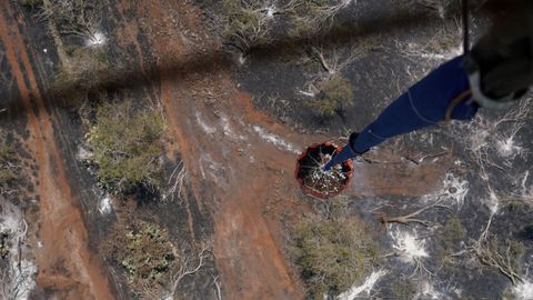 Helic�pteros lanzan agua desde el aire para ayudar en la lucha contra los incendios forestales en Maui, Haw�i, el 9 de agosto del 2023.