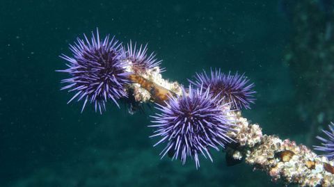 Os ourizos te�en a vida m�is dif�cil en mares cada vez m�is acidificados