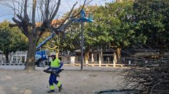 Las labores de poda comenzaron este mi�rcoles por el ejemplar vecino al que cay� el pasado 16 de enero junto al parque infantil.