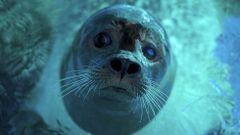 Una foca se refresca en el Zoo de Belgrado, durante una ola de calor en Serbia