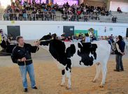 La res de la ganader�a cercedense registr� el segundo mejor precio de la subasta.