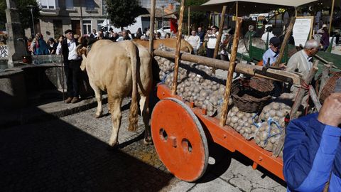 Festa da Pataca en Vilar de Barrio.