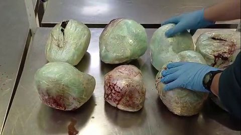 Ejemplares de pangol&iacute;n muertos hallados en el aeropuerto de Madrid