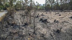 Desolaci�n tras los incendios en la Costa da Morte