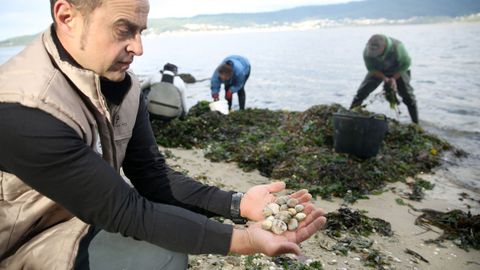 Marisco que los recolectores intentaron salvar en Noia tras el temporal Kirk y la apertura del embalse