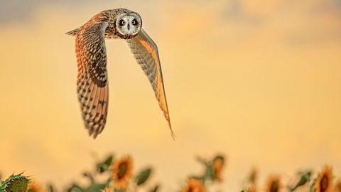 Un b�ho vuela sobre un campo de girasoles
