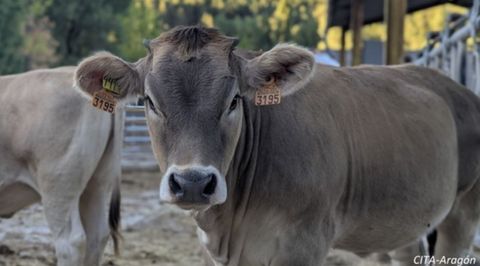 Im&aacute;genes de&nbsp;los primeros bovinos que&nbsp;llegaron a las explotaciones de Arag&oacute;n afectadas por la dermatosis
