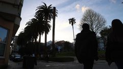 Alineaci�n de palmeras de la plaza de Amboage, con un ejemplar ya cortado y otro con escasas posibilidades de supervivencia.