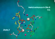 <span lang= es-es >La reacci�n</span>. La imagen facilitada por los investigadores representa la entrada de los metales (boles grises) que disparar�n la reacci�n de rotura de la doble cadena de ADN, la mol�cula de la vida. 