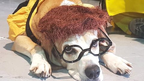 Comic Dog 2018
