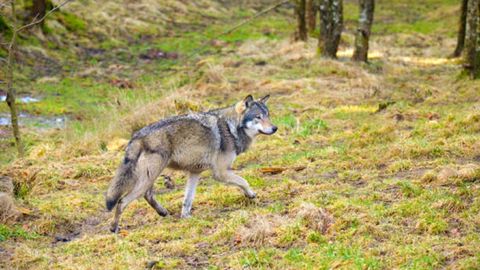 Galicia es�la �nica comunidad lobera en la que un tribunal ha paralizado de forma cautelar la caza del lobo