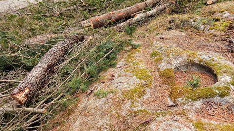 Petroglifo de Parada, en Outeiro de Rei, tras la corta de �rboles