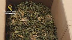 Parte de los 50 kilos de cogollos y 300 plantas confiscadas en una casa en Outeiro de Rei y Lugo.