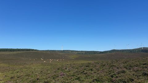 Imagen de archivo de un monte con ganado en Vilalba