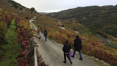 Un grupo de visitantes observa el paisaje de la Ribeira Sacra del Miño en Chantada