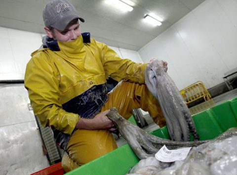 Desde enero, en la rula de Ribeira se vendieron ms de 123.000 kilogramos de pulpo. 