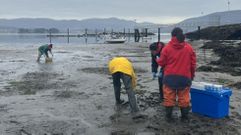 Recogida de muestras de bivalvos en la playa y de su alimento en al sedimento, en Vilaboa, r�a de Vigo