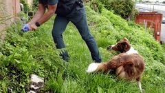 Operativo del Seprona para encontrar el veneno que mat� a un mont�n de gatos en Teis