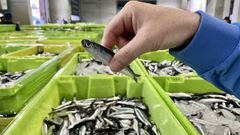 Bocarte (anchoa o boquer�n) descargado en el puerto c�ntabro de Laredo en marzo del 2025.