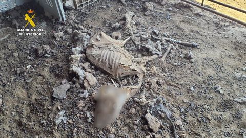 Una de las cabezas de ganado halladas muertas en la explotación.