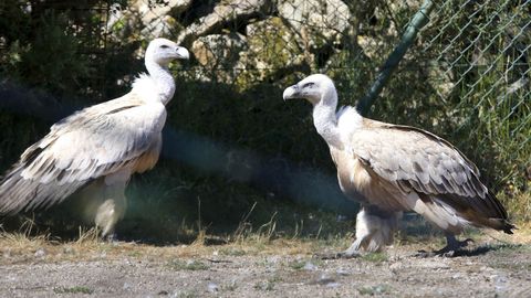 En Avifauna se pueden ver aves de unas 150 especies originarias de todo el mundo. Los buitres son originarios de La Rioja