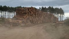 Madera apilada en terreno de la sofor Monte de Candedo, forrmada por propietarios de Meira y de Riotorto