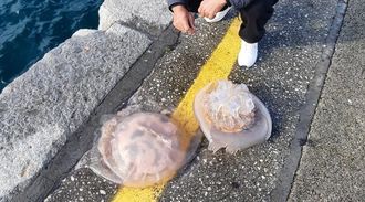Imagen de las dos medusas capturadas este viernes en el puerto de Laxe.