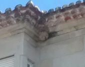 Nido detectado en una vivienda de Ald�n, en Cangas. 