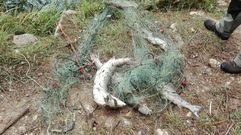 Los salmones redados aparecidos en el coto Sierra.