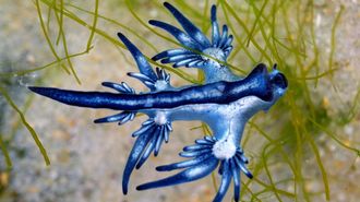Vista del dragón azul, una babosa marina altamente tóxica que ha aparecido en el Mediterráneo.