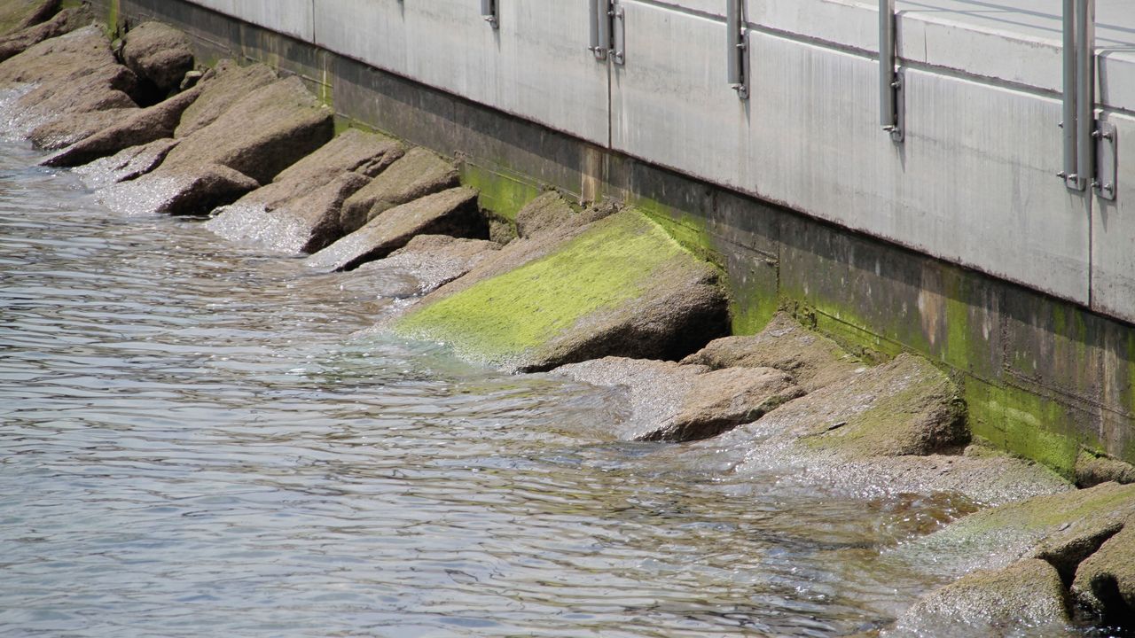 Algas verdes llenan la zona de O Parrote, en A Coruña