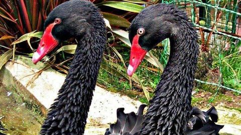 Dos cisnes negros del zool�gico El Bosque de Oviedo