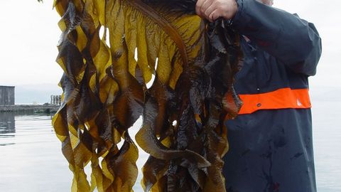 Parte de un alga wakame reci�n extra�da del mar (foto de archivo)
