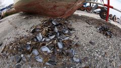 Chequeo al puerto de Testal