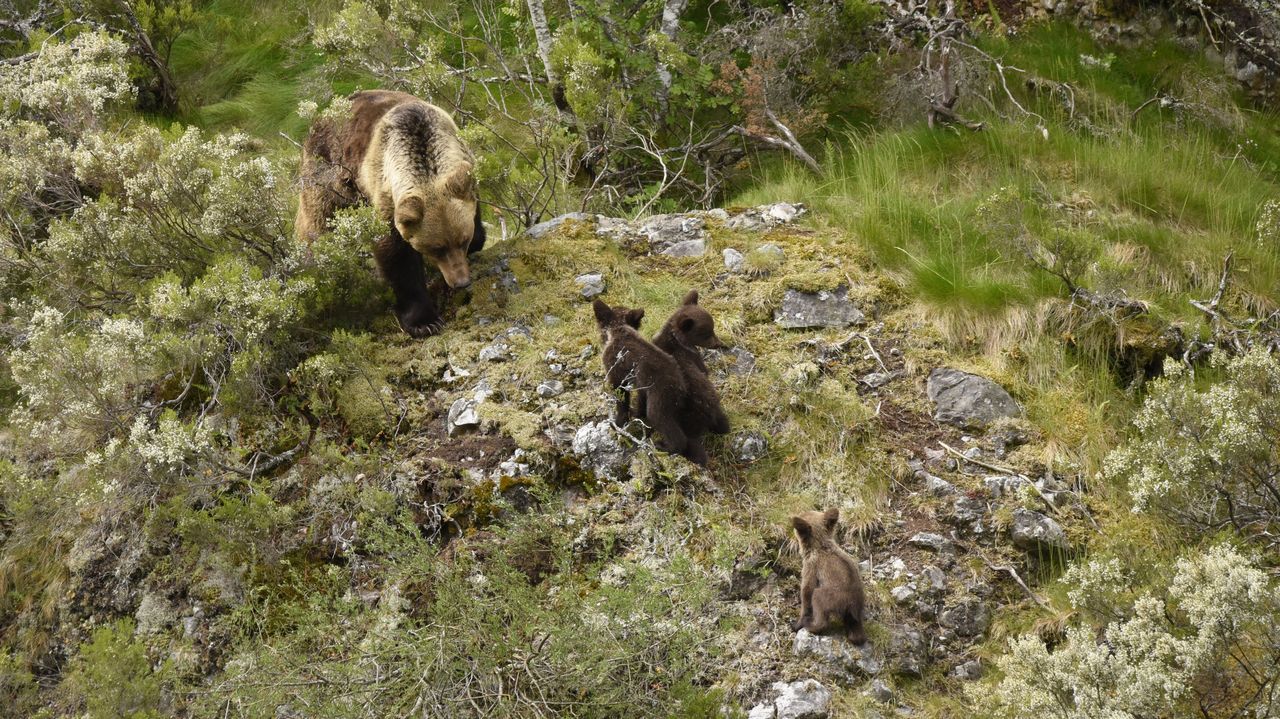 El oso pardo, en plena reconquista de la Cordillera Cantábrica: «No se puede todavía garantizar la viabilidad de la especie»