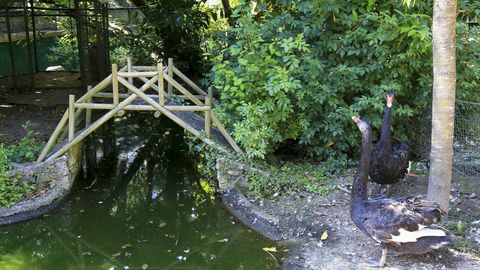 En Avifauna se pueden ver aves de unas 150 especies originarias de todo el mundo