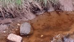 imagen en la que se ve una rata escapando