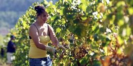 <span lang= es-es >La temporada de vendimia</span>. El grueso de la vendimia dar� comienzo en R�as Baixas a partir del d�a 23. Durante esta semana empezar�n en la subzona de O Condado y, posteriormente, se sumar� O Saln�s.