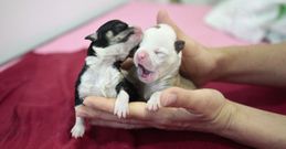 En la Cl�nica Veterinaria Animalia se est�n atendiendo a los dos cachorros, que buscan un hogar. 
