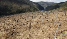 A la izquierda, vi�edo cubierto con paja en Santo Estevo de Ribas de Mi�o. Es una alternativa al uso de herbicidas para controlar la vegetaci�n. Laura Lorenzo (a la derecha) opta por el empleo de peque�os motocultores para labrar la tierra en los vi�edos que cultiva en ecol�gico. 