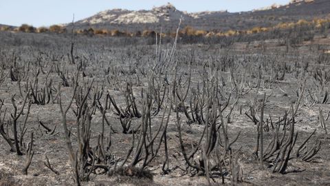 Vista general de la zona afectada por el incendio forestal de Navalacruz y Cepeda de la Mora