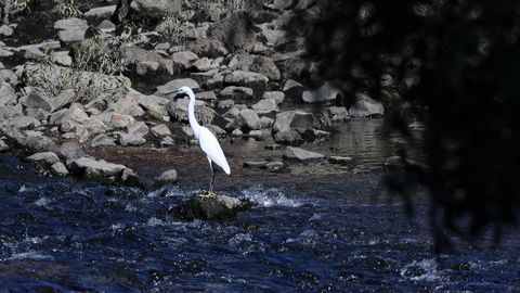 Una grulla en el tramo del Umia en el que se levanta la controvertida represa