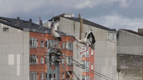 Una pareja de estas aves en plena faena de construcci�n de su nido en una estructura que est� protegida por uno de los dispositivos met�licos instalados para dificultarles el trabajo