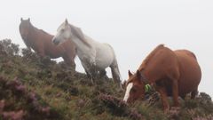 La presencia de caballos en la Serra do Xistral va a menos en los �ltimos a�os