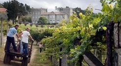 La vendimia en Pazo Bai�n (Vilanova) suele ser madrugadora respecto a otras bodegas.