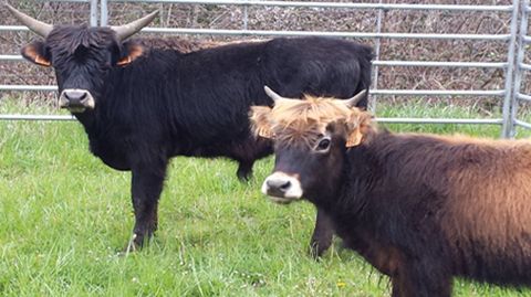 Los dos neo-uros del Parque de Teverga