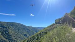 Un dron para vendimiar en las vi�as en pendiente del cal�n del Sil
