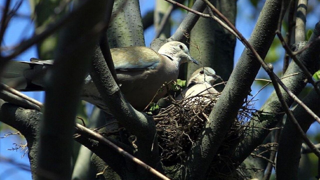 La Xunta destina más de 51.000 euros a actualizar los censos de aves en A Limia